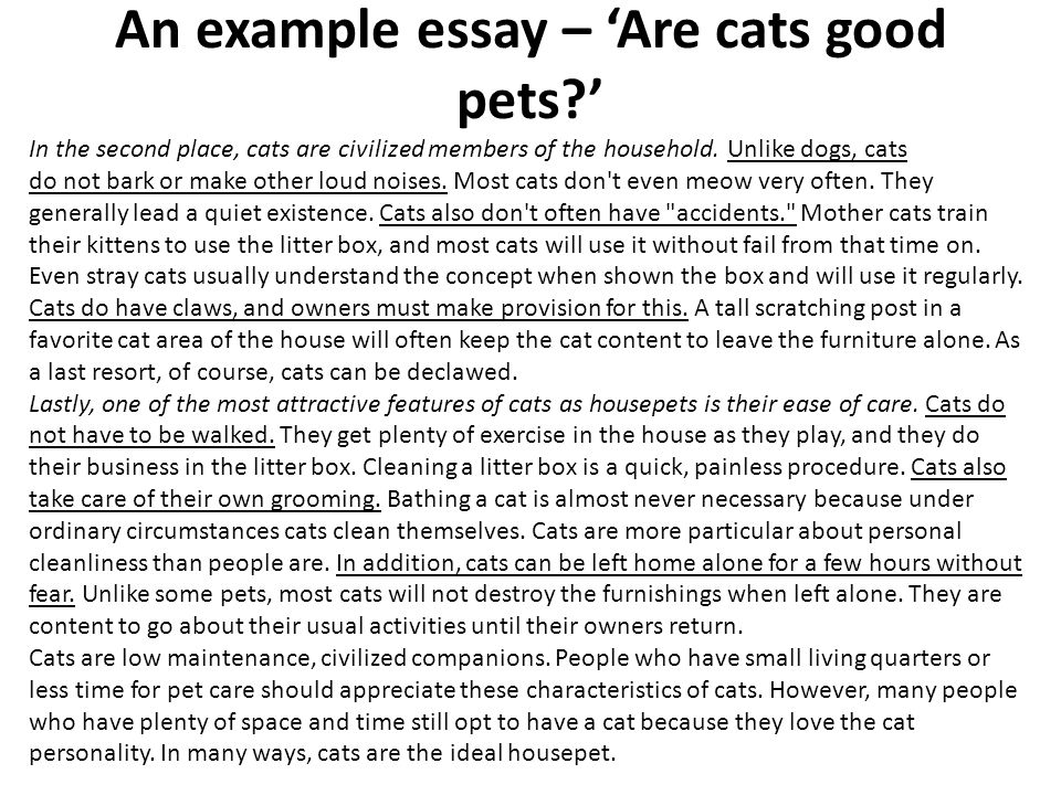 animals are better than humans essay writer